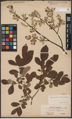 Foto von Salix aurita L. x Salix lapponum L.